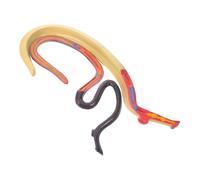 SHERCHPRY Modèle Anatomique Animal Schistosome Hermaphrodite Démontable, Matériel Pédagogique pour Classe, Modèle D'anatomie Animale Précis pour Enseignement et Recherche en Biologie