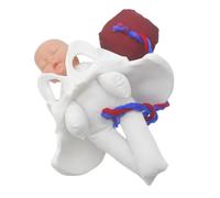 SHERCHPRY Modèle de Naissance Pelvien Complet Fœtus Cordon Ombilical et Placenta - Simulateur Pédagogique Compact pour Formation à L'Accouchement en Milieu Scolaire et Médical