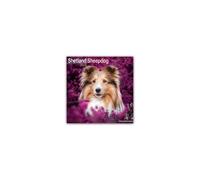 Shetland Sheepdog - Shelties 2025 - 16-Monatskalender