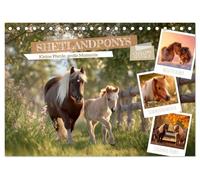 Shetlandponys - Kleine Pferde, große Momente (Tischkalender 2027 DIN A5 quer), CALVENDO Monatskalender: Magische Augenblicke zwischen Licht und Natur