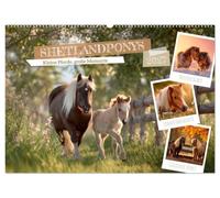Shetlandponys - Kleine Pferde, große Momente (Wandkalender 2027 DIN A2 quer), CALVENDO Monatskalender: Magische Augenblicke zwischen Licht und Natur