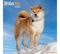 Shiba Inu Calendar 2026 Square Dog Breed Wall Calendar - 16 Month