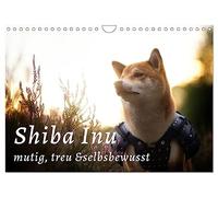 Shiba Inu - mutig, treu, selbstbewusst (Wandkalender 2026 DIN A4 quer), CALVENDO Monatskalender: Der kleine Japaner mit dem großen Lächeln und großen Gefühlen