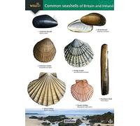 Shields - Guide to the Common Seashells of Britain and Ireland