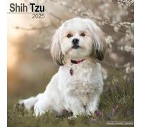 Shih Tzu 2025 - 16-Monatskalender