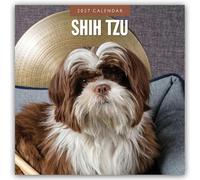 Shih Tzu 2027 Square Wall Calendar