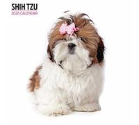 Shih Tzu Calendrier moderne 2026