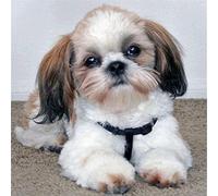 Shih Tzu chien bricolage à la main diamant peinture animaux 5D complet rond point de croix Kit diamant broderie mosaïque décor 50x60 cm