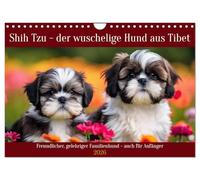 Shih Tzu - der wuschelige Hund aus Tibet (Wandkalender 2026 DIN A4 quer), CALVENDO Monatskalender: Freundlicher, gelehriger Familienhund - auch für Anfänger