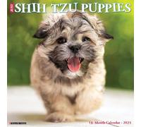 Shih Tzu Puppies 2026 12 X 12 Wall Calendar