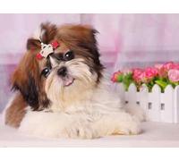 Shihtzu Dogs Posters - 1000 Pièces - Art Puzzle - Jeu De Décompression Familial - Adult Alzheimer Gifts - Bedroom Decoration Zx129Ap