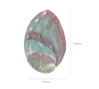 SHINEOFI 10 pièces Natural Abalone Shells for Fish Tank Decor Realistic Micro Landscape DIY Materials Durable Aquarium Ornaments for Home and Office