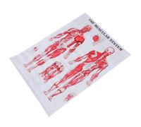 SHINEOFI Affiche Anatomique du Système Musculaire 50X70 CM sans Cadre Tableau D’Anatomie Humaine sur Toile Polyester Poster Éducatif pour Salle de Classe et Laboratoire Tableau du