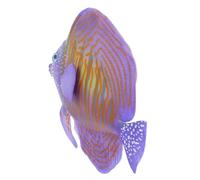 SHINEOFI Décoration Poisson Artificiel Réaliste Plastique Écologique pour Aquarium Ornement Léger Pollution pour Aménagement sous-Marin Fish Tank