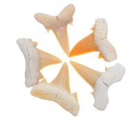 SHINEOFI Fossiles de Dents de Requin Spécimens Anciens de Dent 5 Pièces pour Décoration de Bureau et Maison pour Leçons de Sciences et Exposition Scientifique