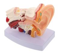 SHINEOFI Modèle D'oreille Pédagogique 1,5x Détachable Base en PVC | Structure Détaillée, Assemblage Répété, pour Cours Scientifiques et Salles Médicales, Usage Enseignant et Élève