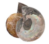 SHINEOFI Pendentif Ammonite Naturel en Pierre Précieuse Décoration Feng Shui 2 Pièces Effet Pierre de Lune Objets de Collection pour Éducation Scientifique et Décoration Intérieure