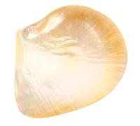 SHINEOFI Plateau Décoratif de Coquillage Naturel 9 CM Assiette à Dessert Élégante Maison Plat Unique pour Salade et Apéritifs Assiettes Délicates pour Présentation et Service