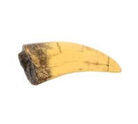 SHINEOFI Sculpture Réaliste de Dent de Dinosaure en Résine, Décoration Polyvalente pour Événements et Intérieur, Résiste à L'usure, Style Préhistorique Distinct