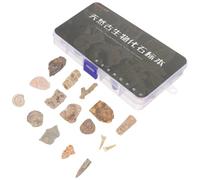 SHINEOFI Spécimens Fossiles Trilobite en Pierre Naturelle Coffret 15 Pièces Décor D’Intérieur et Échantillons Pédagogiques pour Collection et Enseignement en Paléontologie