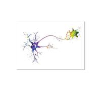 SHINERING Neurone Aquarelle Neuroscience Neurologie Art Mural Affiche Impression Cerveau Anatomie Médecine Toile Peinture Synapse Clinique Chambre Décor A5 21X30Cm Sans Cadre
