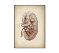 SHINERING Vintage Anatomie Orgue Art Physiologie Art Rein Anatomie Rate Anatomie Rectum Anatomie Pancréas Anatomie Affiche Médicale A5 40Cmx50Cm Sans Cadre