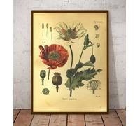 SHINERING Vintage Botanique Imprime Coquelicot Et Velours Plante Affiche Mur Art Toile Peinture 1887 Plantes Médicinales Encyclopédie Affiches Décor À La Maison A1 30X40Cm Sans Cadre