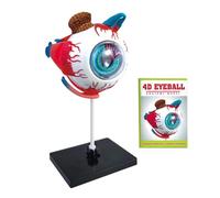 SHINROAD Ophthalmology Teaching Aid Eye Anatomy Tool éducatif Human Anatomical Modèle Affichage de Balle détachable pour Les étudiants Ensemble