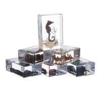 SHINYPASING 6pcs Spécimens D'insectes en Résine pour Collection et Décoration, Presse-papiers Fonctionnel Insectes Conservés, pour Espace de Travail ou Maison