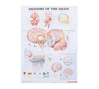 SHINYPASING Affiche Pédagogique D'anatomie du Squelette Humain 50x70 Cm sur Toile sans Cadre, Poster Éducatif Corps Humain pour Salle de Classe, Laboratoire et Bureau Médical