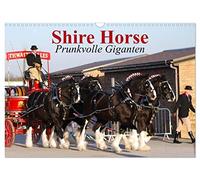 Shire Horse ¿ Prunkvolle Giganten (Wandkalender 2026 DIN A3 quer), CALVENDO Monatskalender: Die größten Pferde der Welt im Prunkgeschirr!