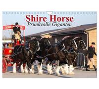 Shire Horse ¿ Prunkvolle Giganten (Wandkalender 2026 DIN A4 quer), CALVENDO Monatskalender: Die größten Pferde der Welt im Prunkgeschirr!