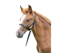 Shires Licol pour poulain Slip ER671 (Foal/Mini) (Noir)
