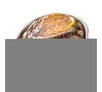 Shitafe Jouet à Eau Spray - Arroseur Coquillage Réaliste | Pistolet à Eau pour Jardin, Plage, Fête, Baignoire, Douche, Garçons, Filles, Extérieur, Tout-Petits, Bain