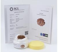 ShivaRatna 10 Rudraksha Mukhi/Dix Face avec certificat d'authenticité (gamme Elite) Taille collector