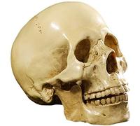 Shiwaki Réaliste split crâne modèle os de tête squelette objets de collection artisanat décor