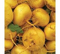 Shoopy Star 50 - Graines: Boule D'or Jaune Navet Seeds -Quelque chose un peu diffÃƒrent pour colombophiles de navet