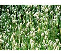 Shop Meeko graines Canarys - Phalaris canariensis -