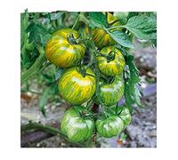 ShopMeeko GRAINES: Green Zebra Heirloom plantes à pollinisation libre de tomate - 50 plantes/Paquet: multicolore