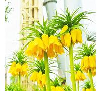 Shopvise Couronne Impériale Graines jardin 30pcs; couleur 1