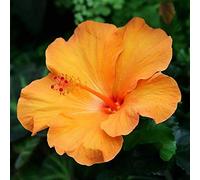 Shopvise Hibiscus Graines de corail exotiques 100pcs (orange)