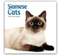 Siamese Cats - Siamesische Katzen - Siamkatzen 2026 - Wand-Kalender