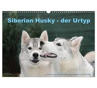 Siberian Husky - der Urtyp (Wandkalender 2026 DIN A3 quer), CALVENDO Monatskalender: Eine Bilderauswahl aus der Husky Zucht ...Siberians of Savannah Town