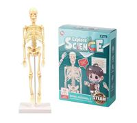 SIBOMTEX - Modèle squelette de corps humain - Assemblage simple - Kit d'outils d'apprentissage d'anatomie - Cadeau éducatif STEM