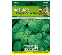 Sicignano | Graines Basilic à Feuilles de Laitue, Plante Rigogliosa Aromatique Parfumée, Idéal pour le stockage ou le séchage, enveloppe supplémentaire - 4 boîtes de 3,5 g, Récolte de mai à octobre