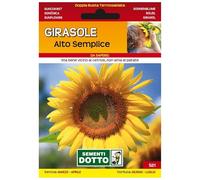 Sicignano | Semences Tournesol Haute Simple, Plante Annuelle Décorative, Grande Inflorescence Couleur Jaune Or Enveloppe Extra - 4 Paquets de 6g, Plante d'élagage, Convient au Soleil Plein