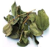 Sidre Feuilles : Feuille de jujubier Sidr Naturelles. Vendues dans un pot refermable pour protéger les feuilles coupées (Rokia Chariaa)
