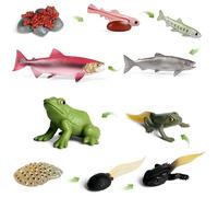 SIENON Lot de 10 figurines du cycle de vie des animaux de grenouille et de saumon en plastique - Cycle de croissance des animaux - Œuf têtard à grenouille - Jouets de cycle de vie - Outils éducatifs -