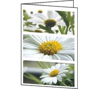 SIGEL Cartes à motif A6