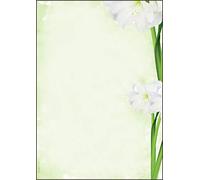 SIGEL DP463 Papier à lettres, 21 x 29,7 cm, 90g/m², fleurs de lis blanc, vert, 25 feuilles